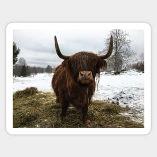 Scottish Highland Cattle Cow 2287 Sticker